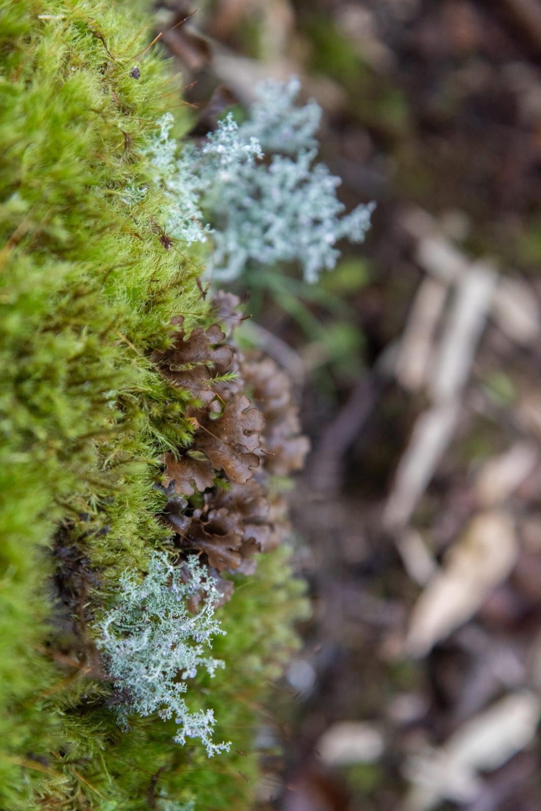 Líquenes en la naturaleza — la inspiración del proyecto